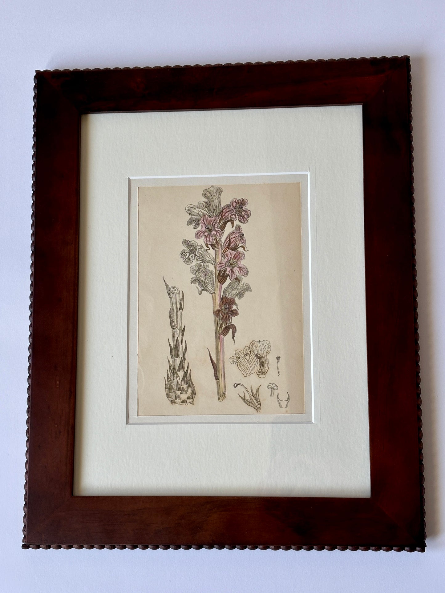 Antique hand colored engraving