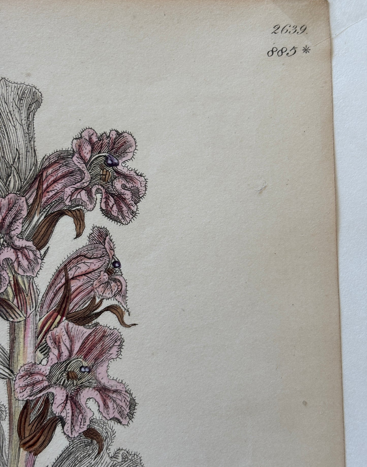 Antique hand colored engraving