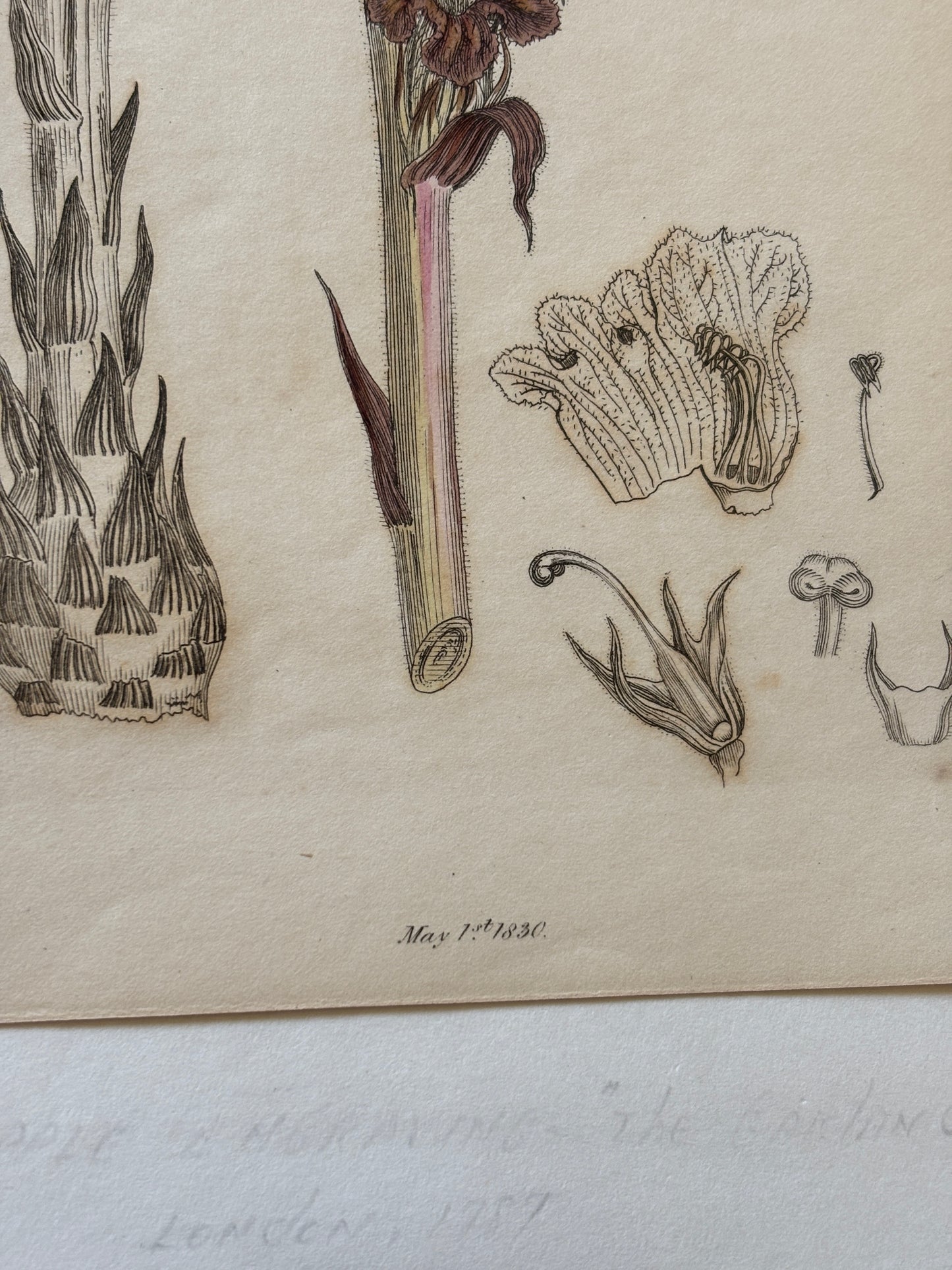 Antique hand colored engraving