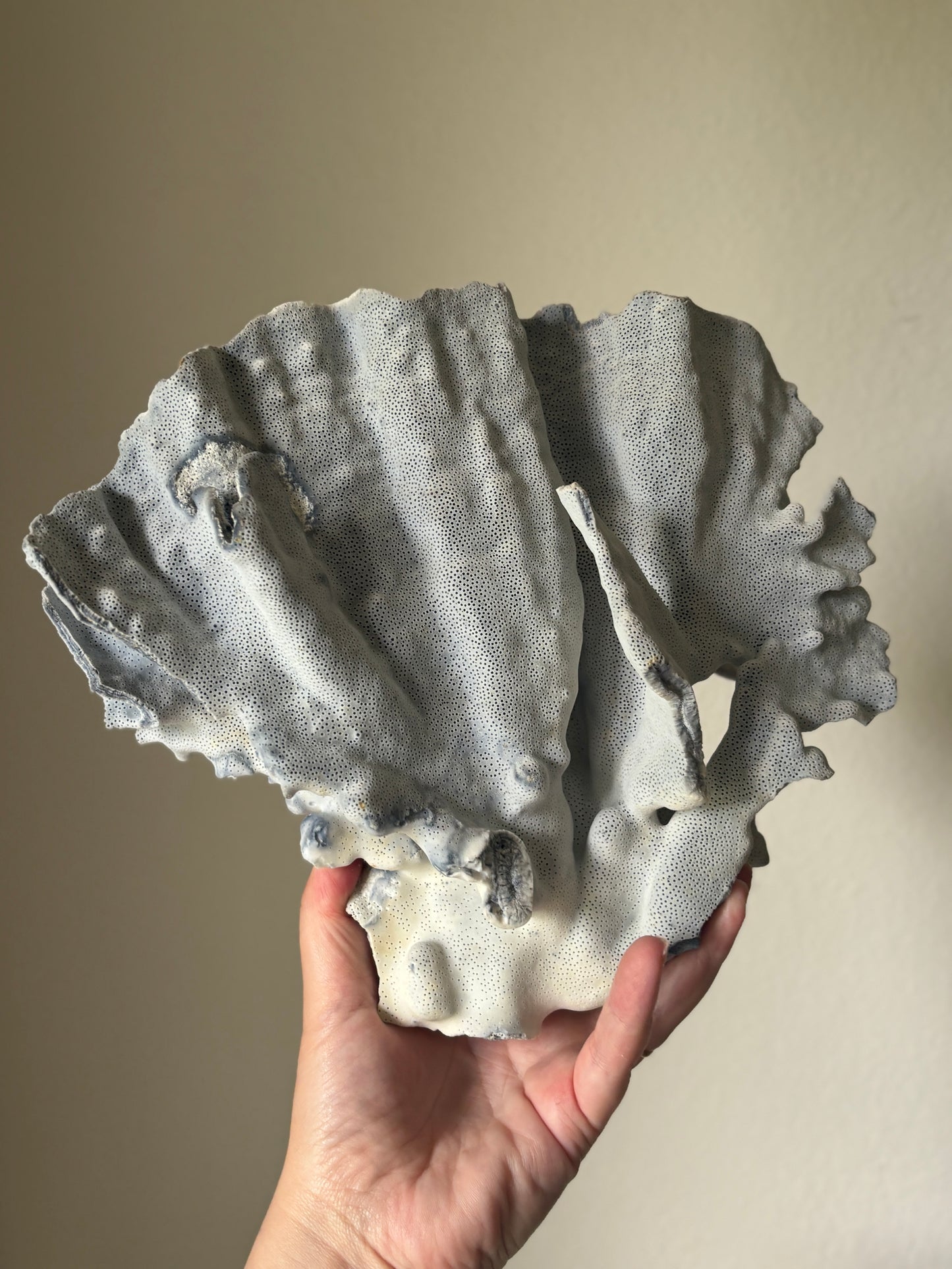 Blue coral