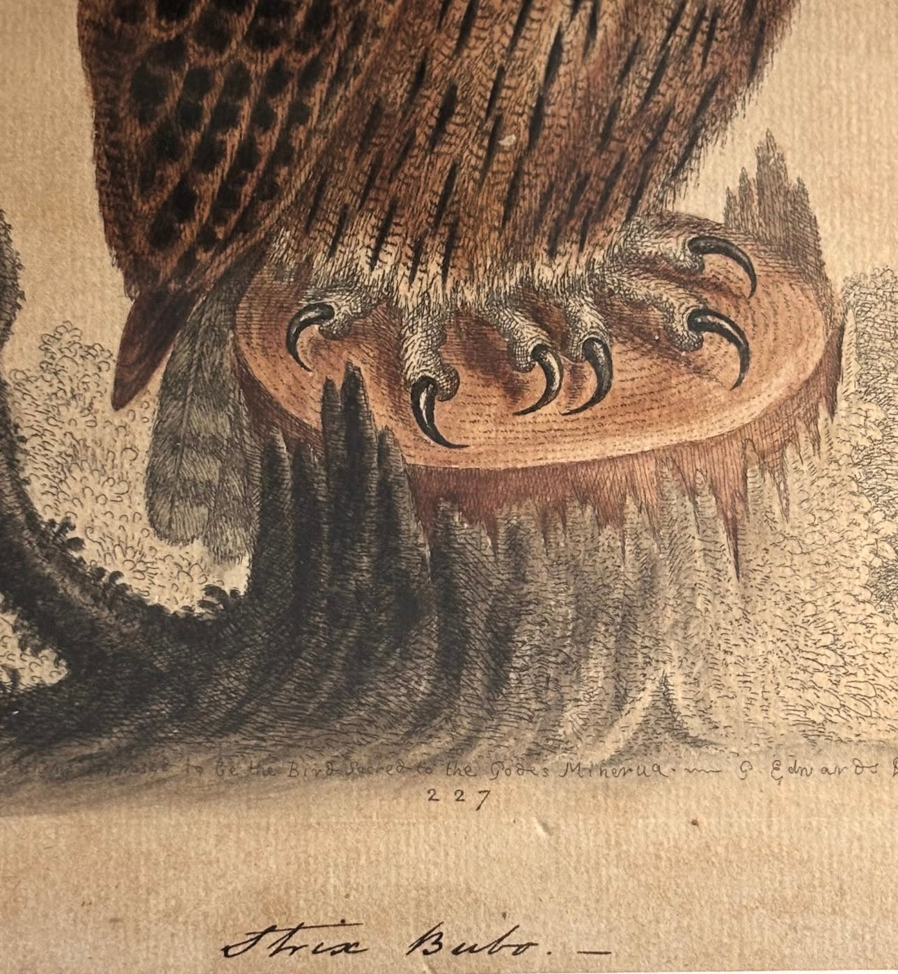 Antique hand colored engraving