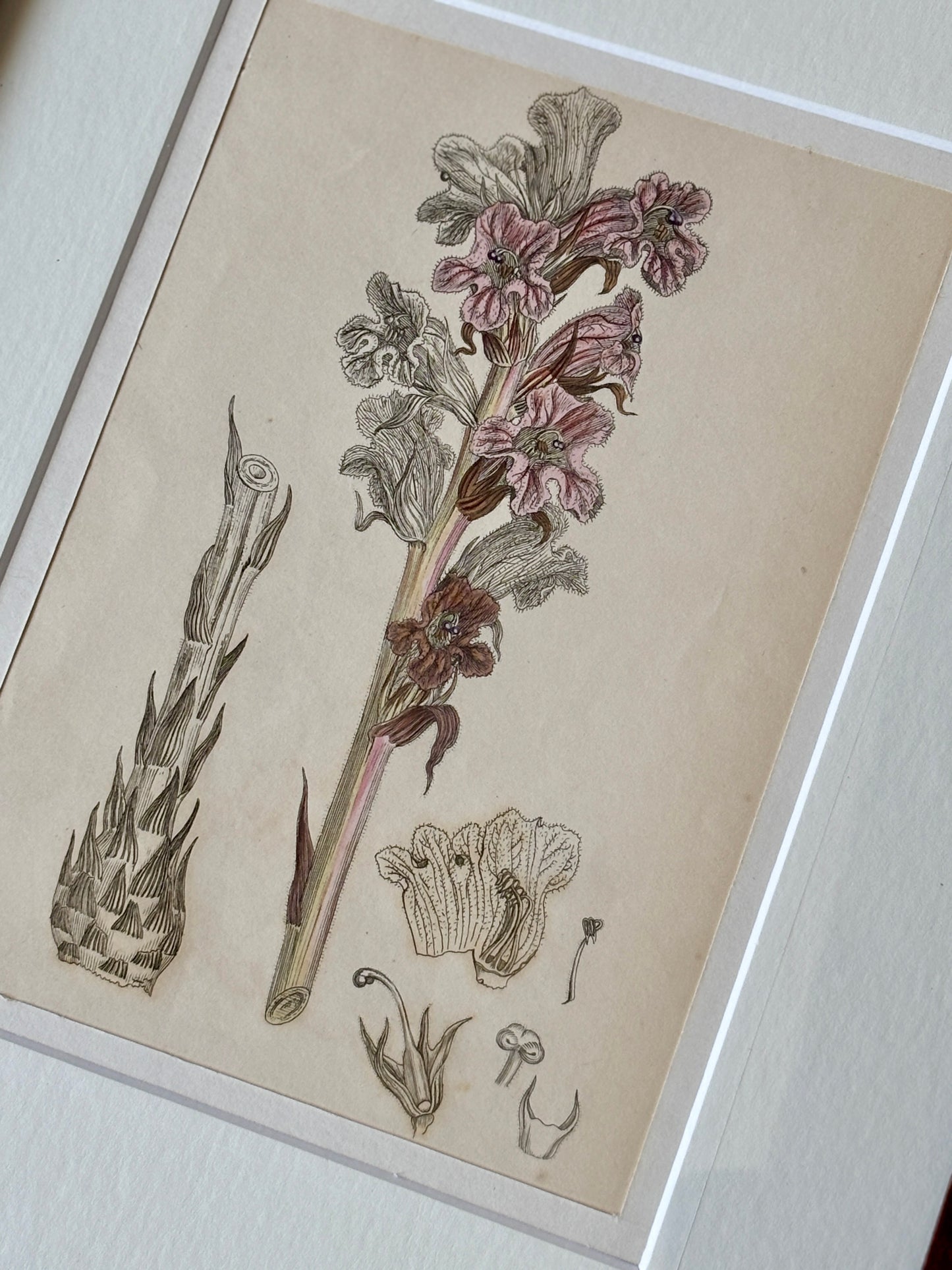 Antique hand colored engraving