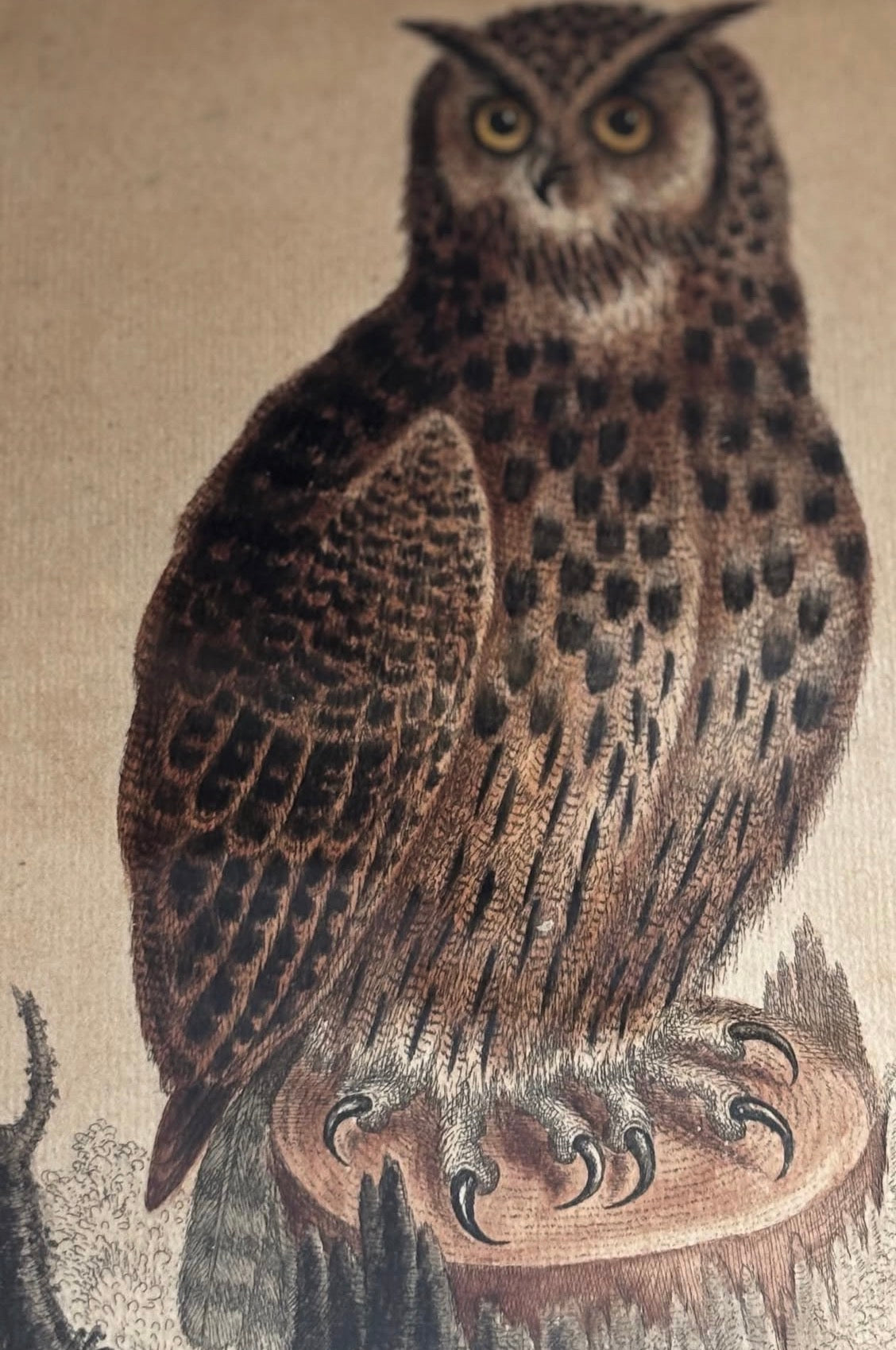 Antique hand colored engraving