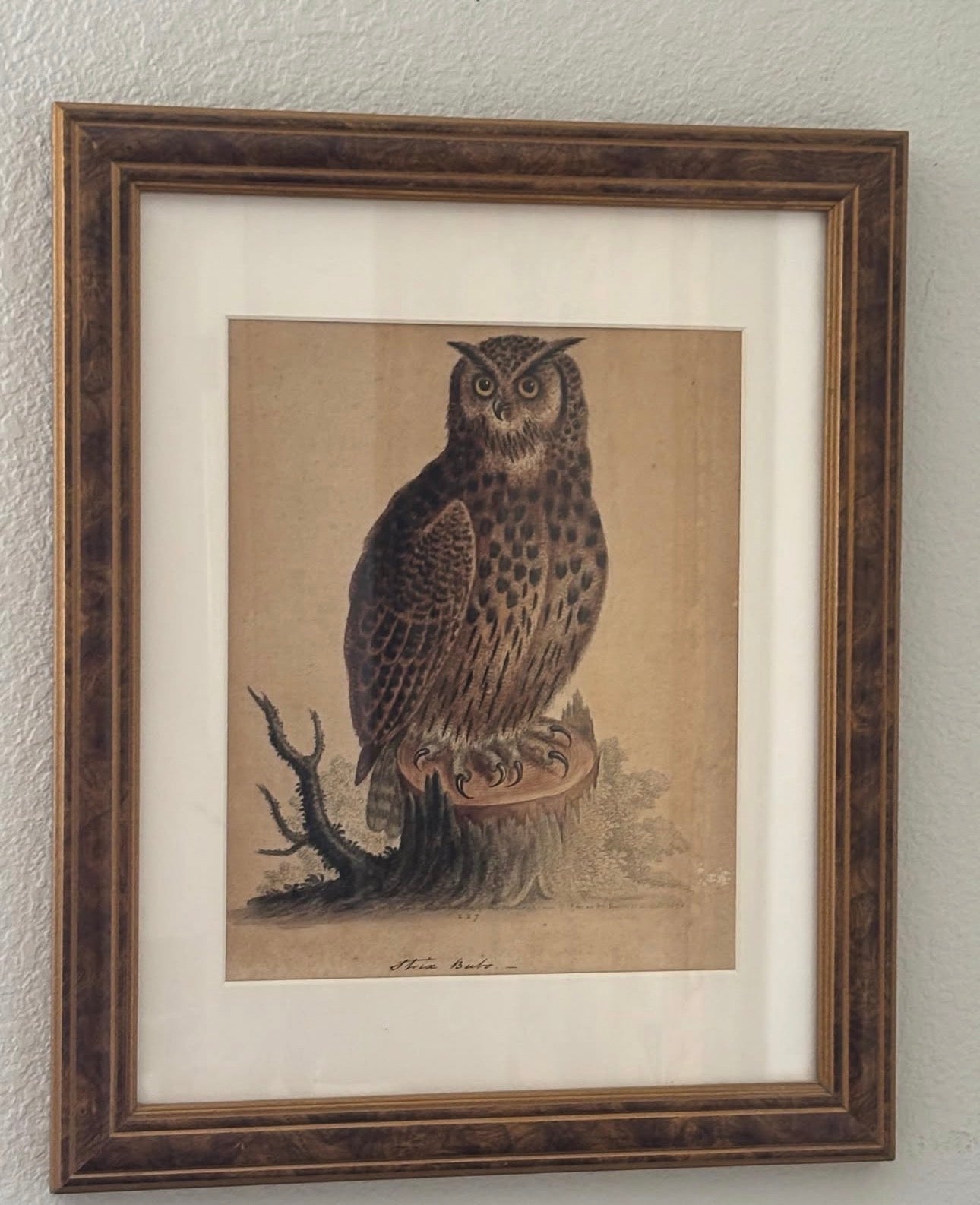 Antique hand colored engraving