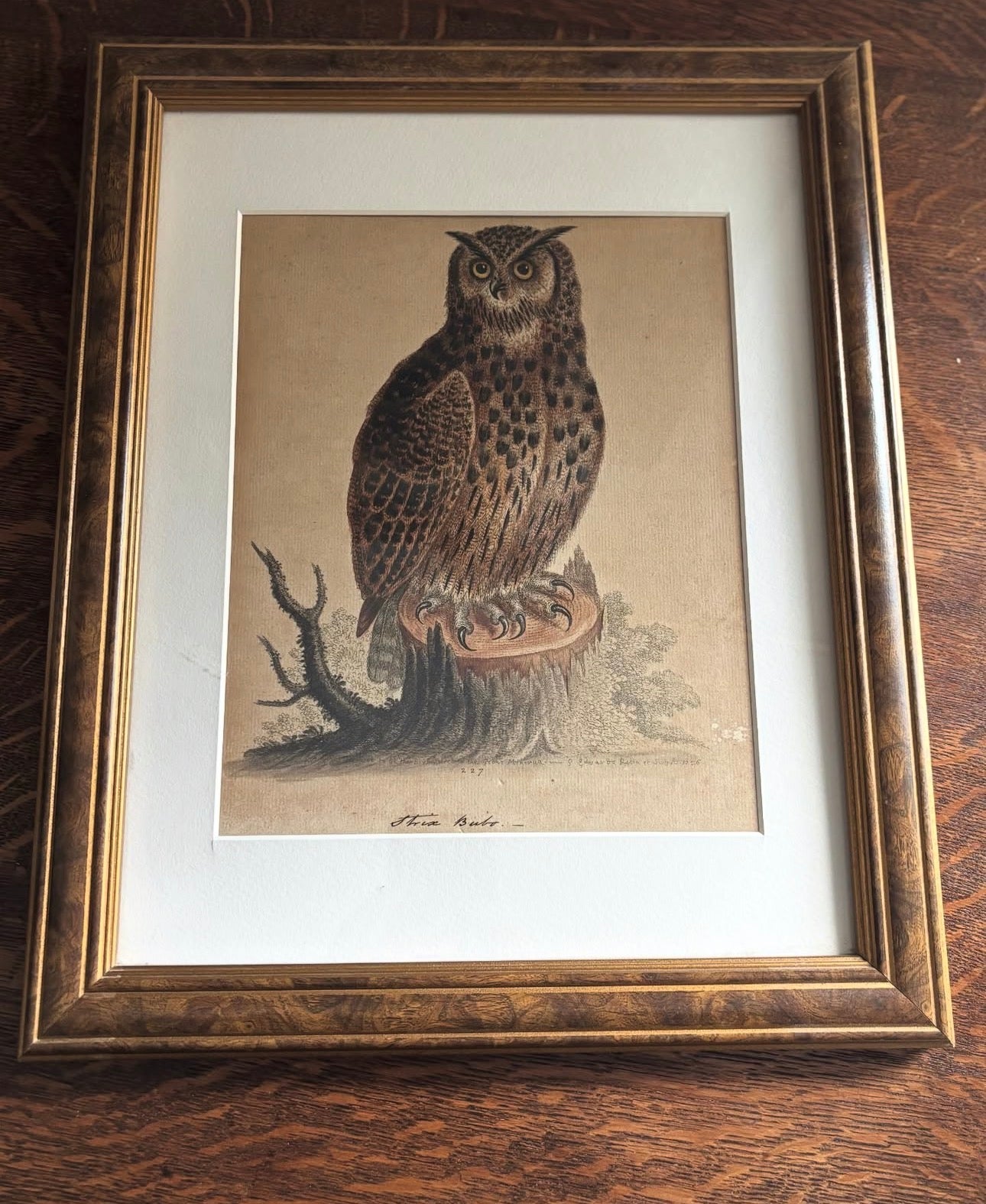 Antique hand colored engraving