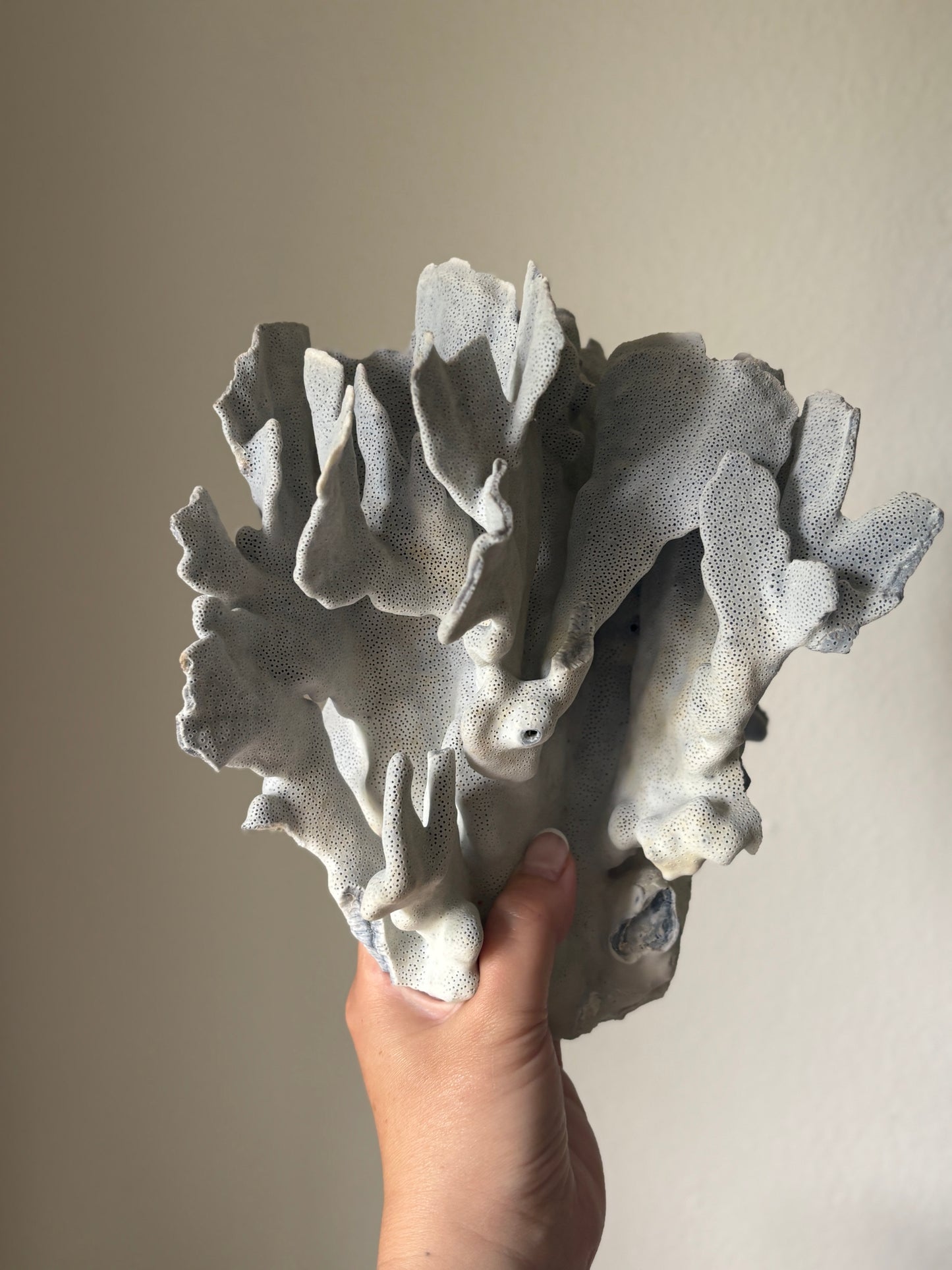 Blue coral