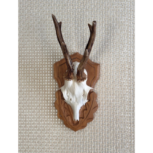 Vintage Roe deer antler mount