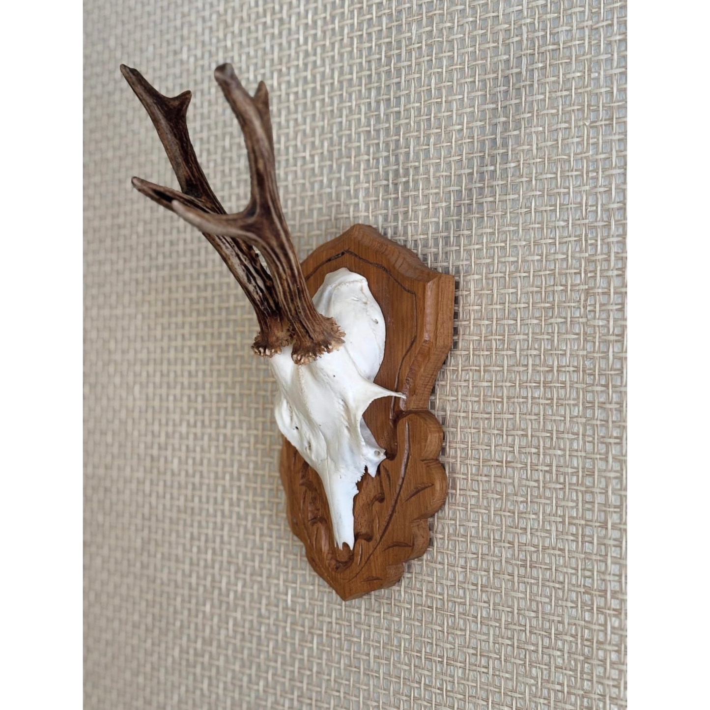 Vintage Roe deer antler mount