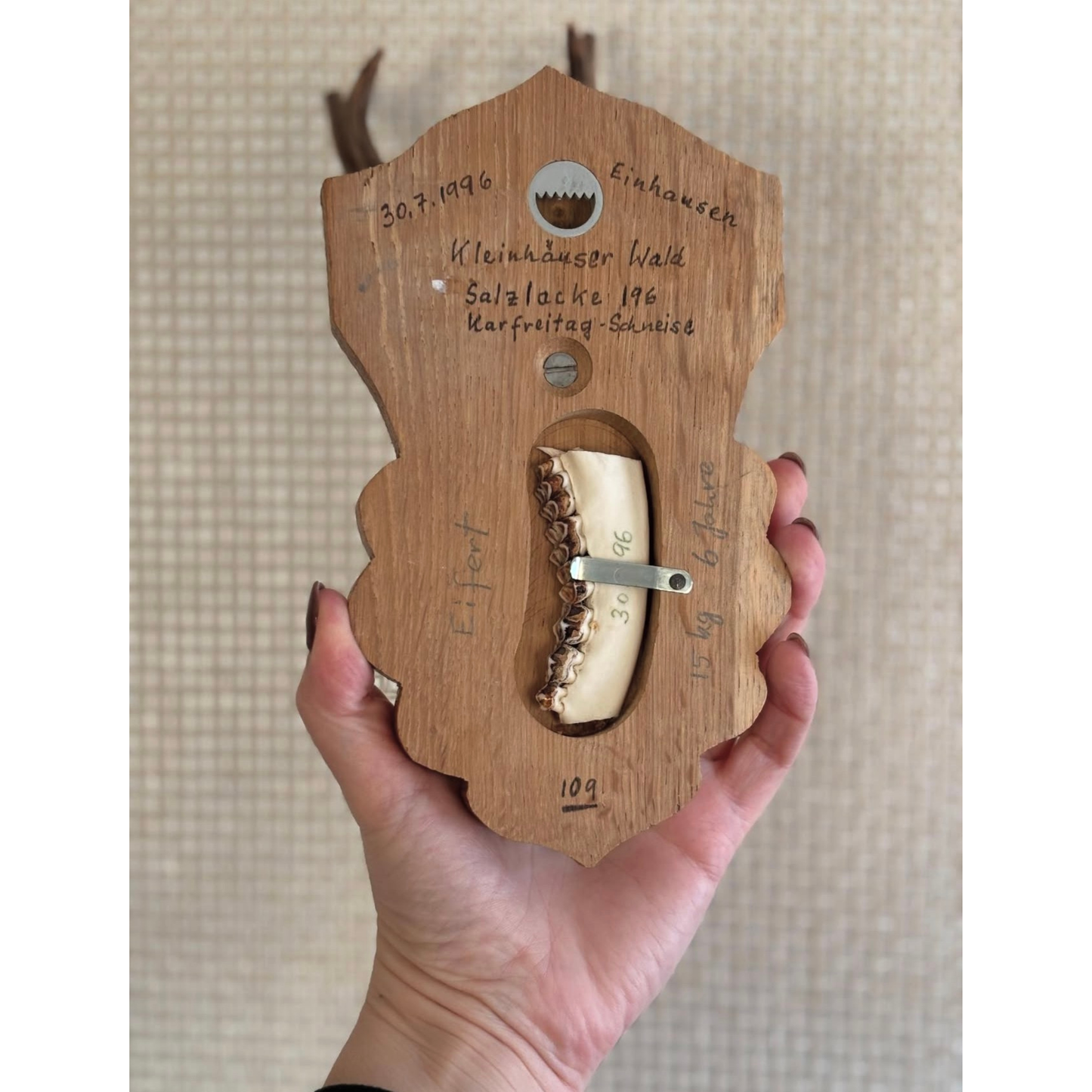 Vintage Roe deer antler mount